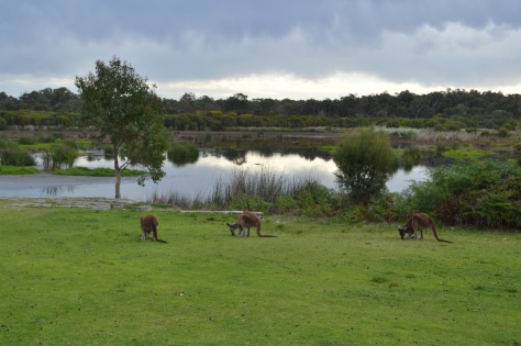 kangaroos in yanchep national park