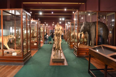 Mammal gallery in WA perth museum